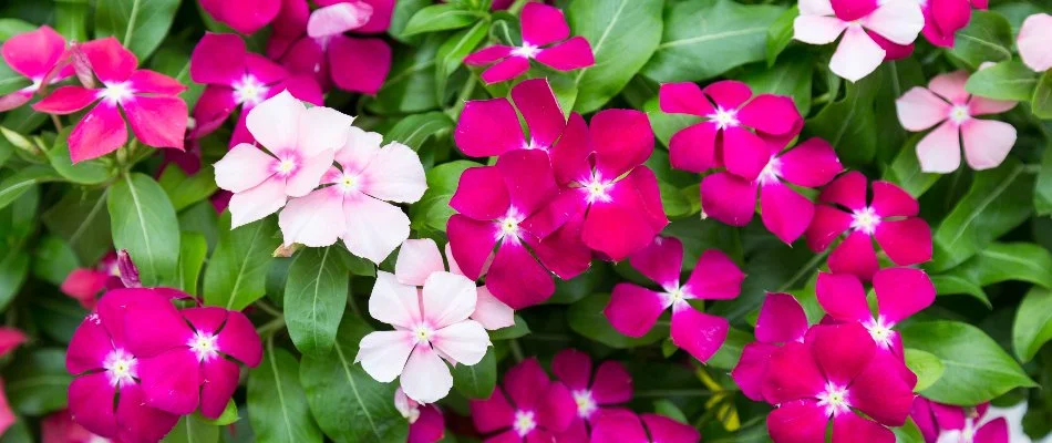 Light and dark pink vincas used in a landscape in Alexandria, VA, as a spring annual flower addition. 