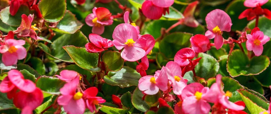 Pink begonia flowers in Alexandria, VA, with foliage. 