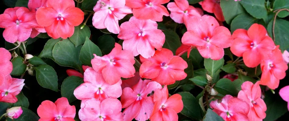 Pink flowers on an impatiens plant in Alexandria, VA.