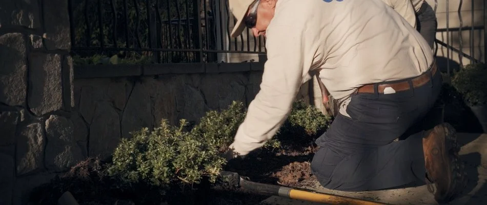 A team of professionals in Alexandria, VA, replenishing mulch.