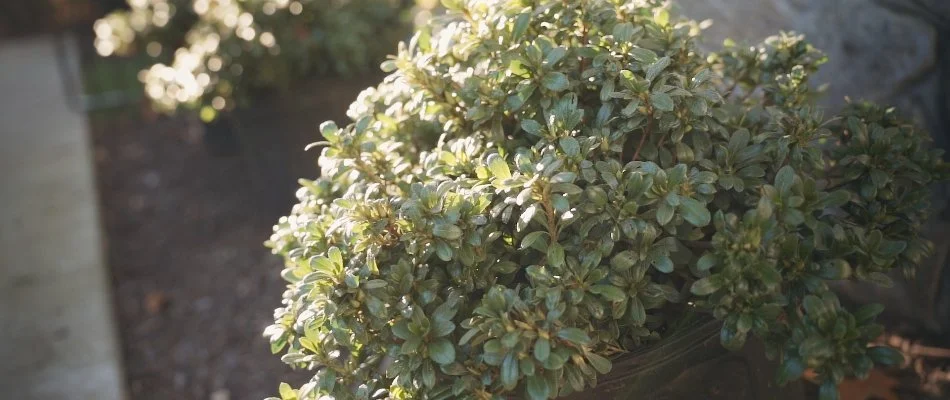 Small ornamental shrubs in Alexandria, VA.