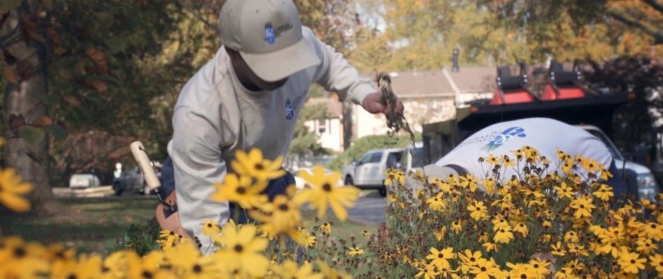 Two crew members performing work in a landscape bed in the Alexandria, VA, area.