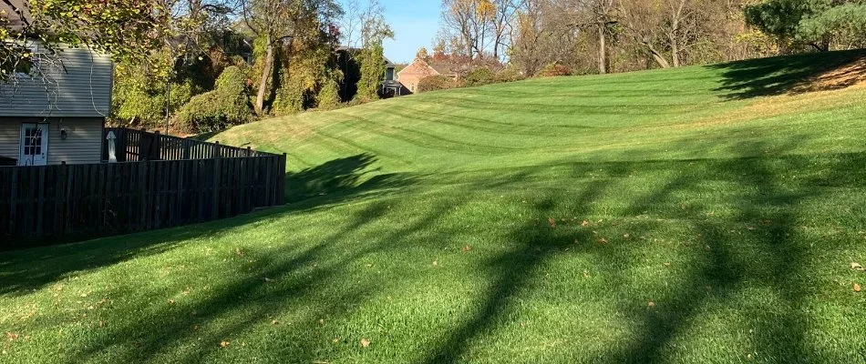 Large lawn in Alexandria, VA, with mowed grass.