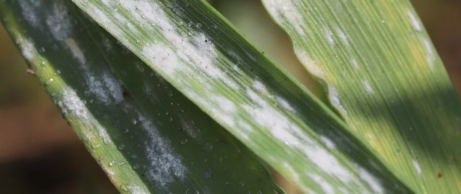 Powdery mildew found on grass leaves in Alexandria, VA.