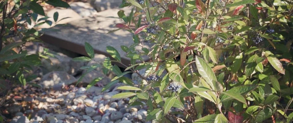 Shrubbery in landscape bed on property located in Alexandria, VA.