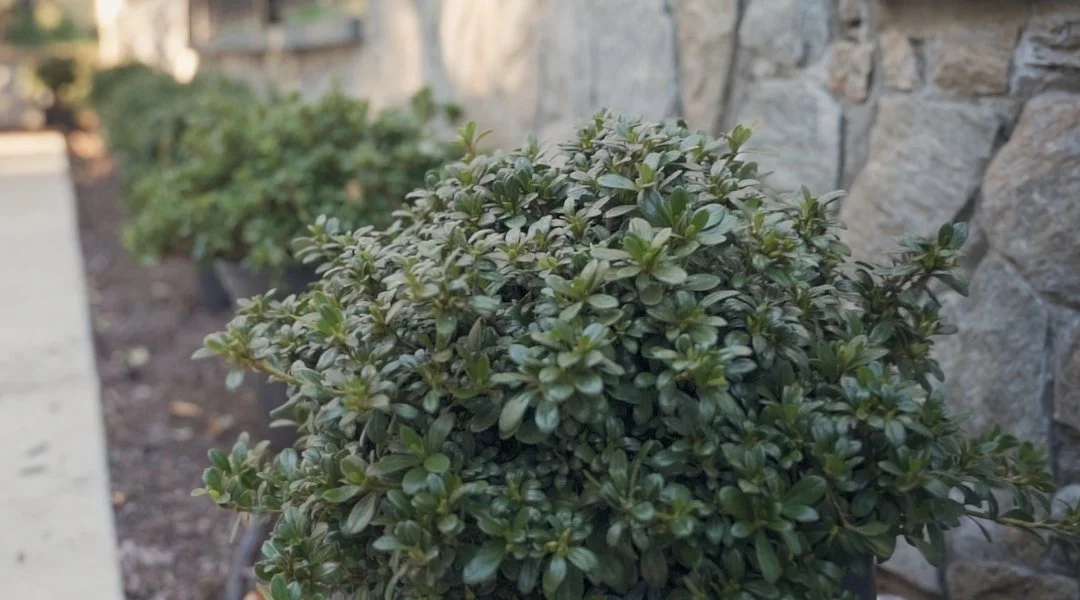 Landscaping bed with shrubs along retaining wall at home in Fairfax, VA.